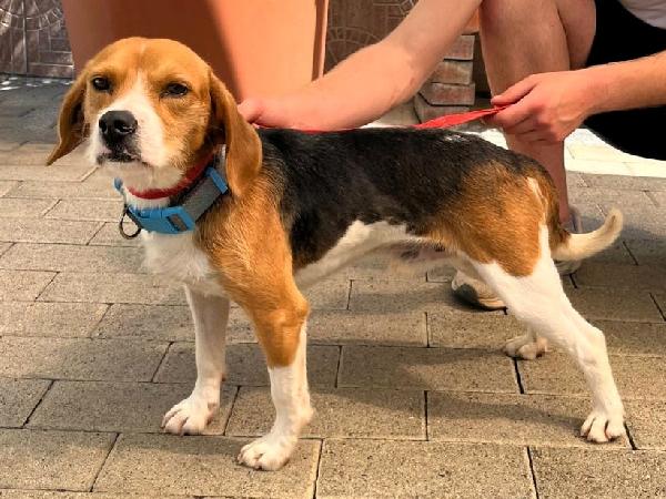 SKINNY MINI BEAGLE Foto 2